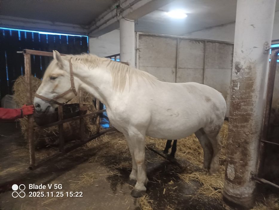 Klacz 7 lat że zrebakiem