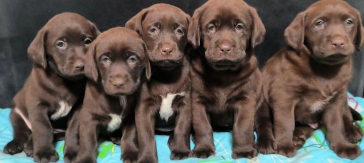 Шоколадный и черный Лабрадор Ретривер щенки питомника