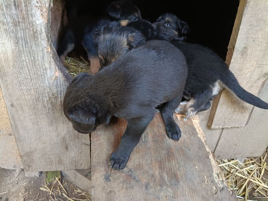 Oddam pieski mieszanice, mama owczarek niemiecki, ojciec duży rasa
