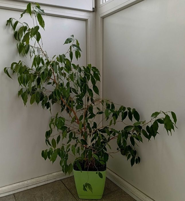 Фикус Бенджамина