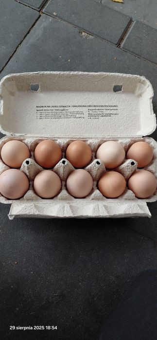 Sprzedam jajka wiejskie
