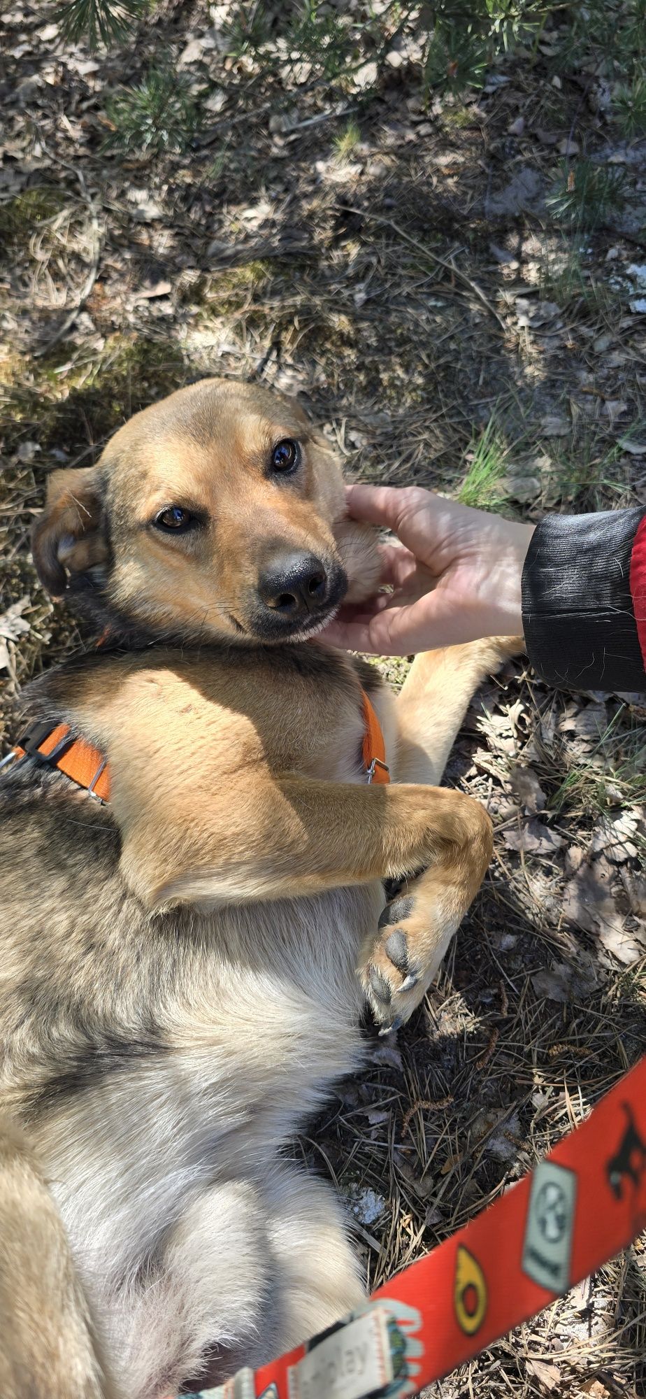 Lukier  młodziutki piesek do adopcji
