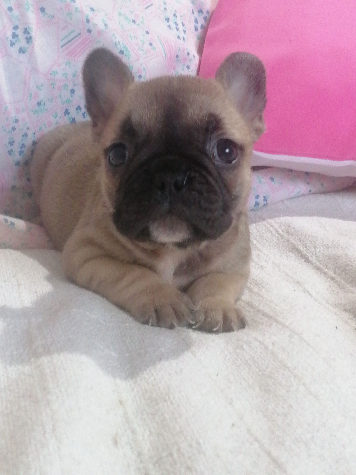 Bulldog francês excelente