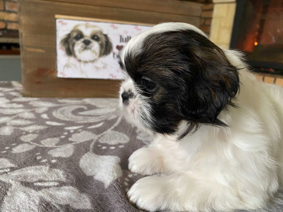 Szczeniak dziewczynka Shih Tzu z rodowodem suczka