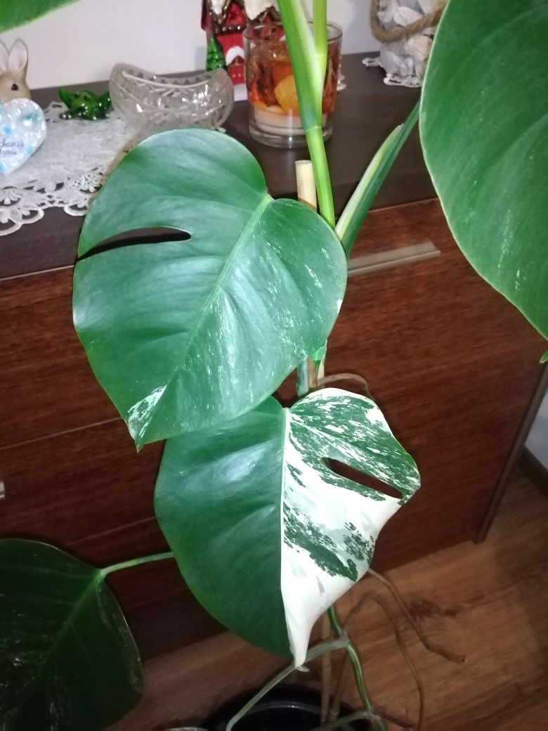 Monstera Variegata 14 liści