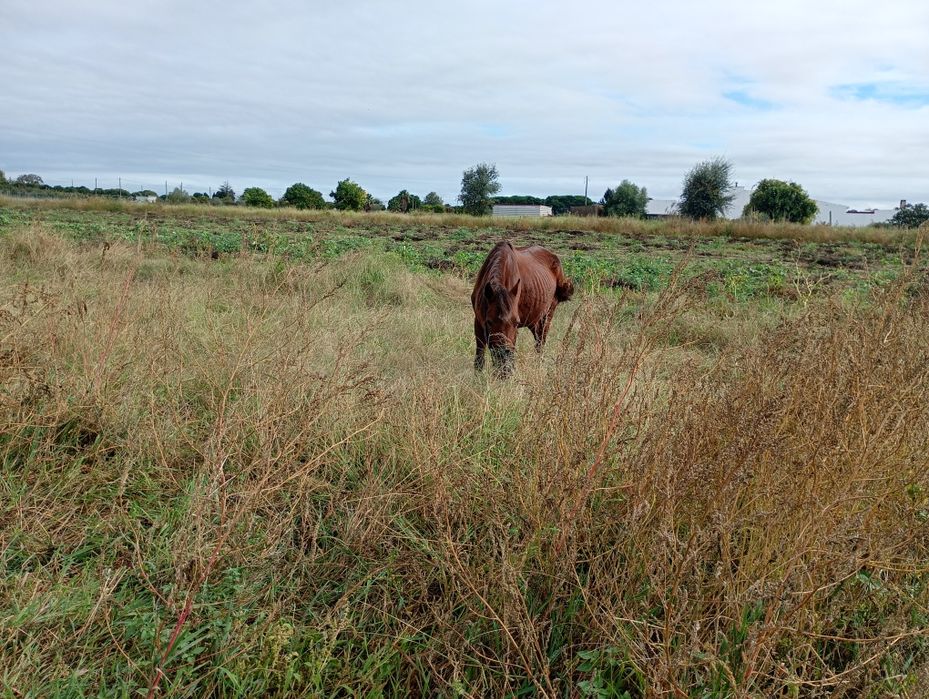 Pónei fêmea para venda e para troca 7 anos
