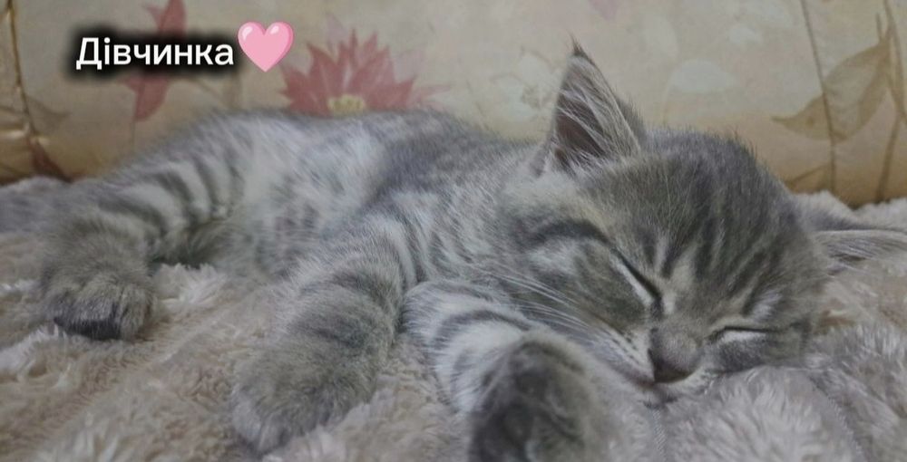 Котики шотландські прямовухі