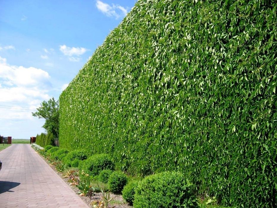 Winobluszcz Pięciolistkowy Murorum 30-50 cm, donica 2l