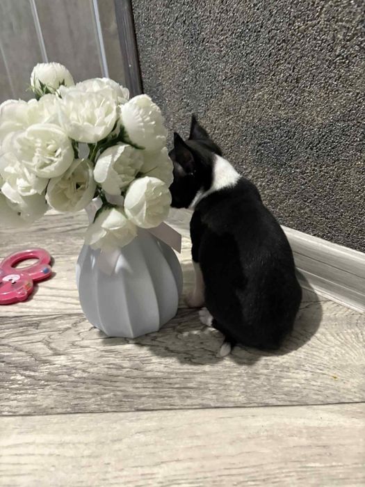 Chihuahua dziewczynka