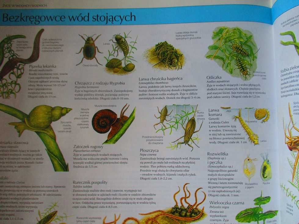 Nasza przyroda - rośliny i zwierzęta Europy/przyroda/flora/ilustracje