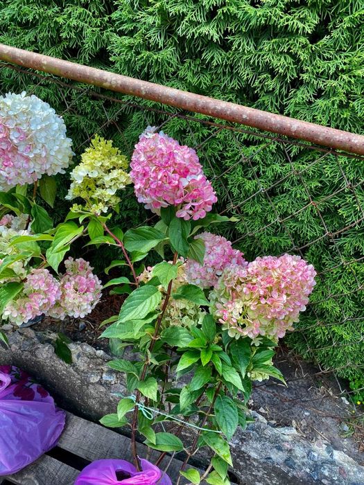 Гортензія . Хвойні рослини