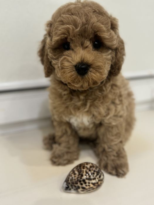 Щенки Мальтипу F2 .