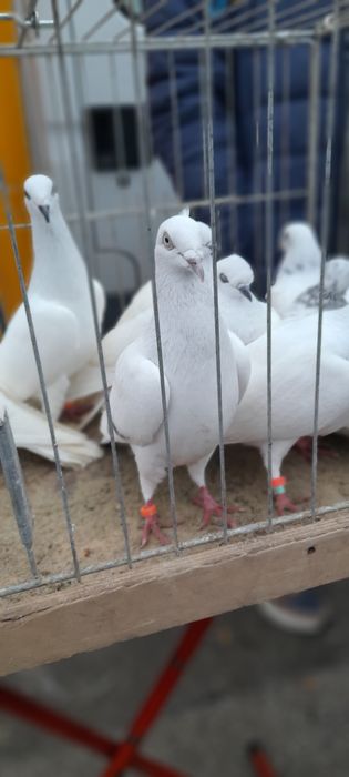 Gołębie jasne i kilka żałobników