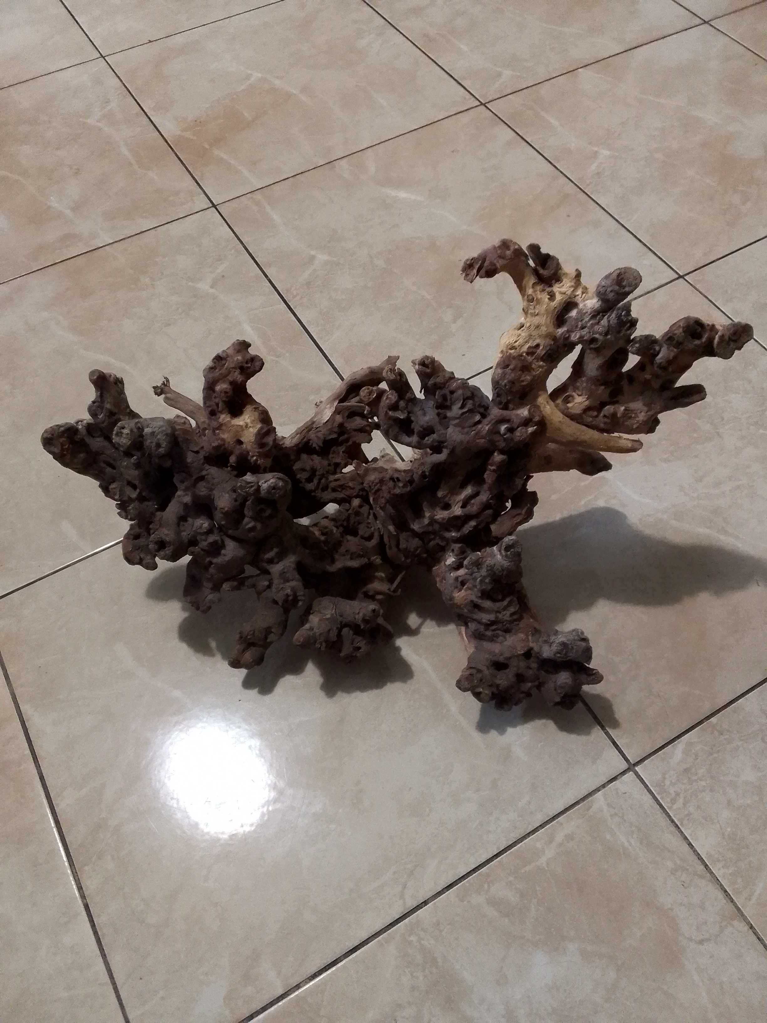 Piękny korzeń do terrarium