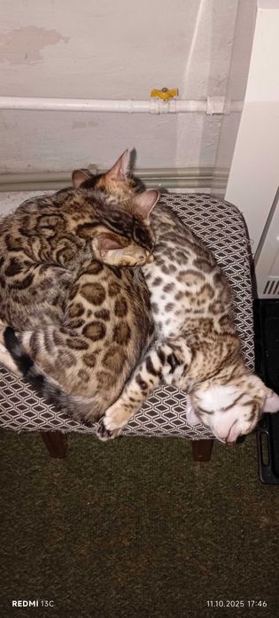 Продам кошенят Бенгал