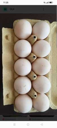 Jaja kacze lęgowe