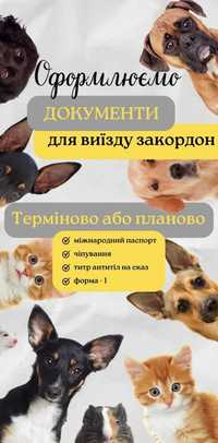 Оформлення документів для виїзду собак та кішок за кордон