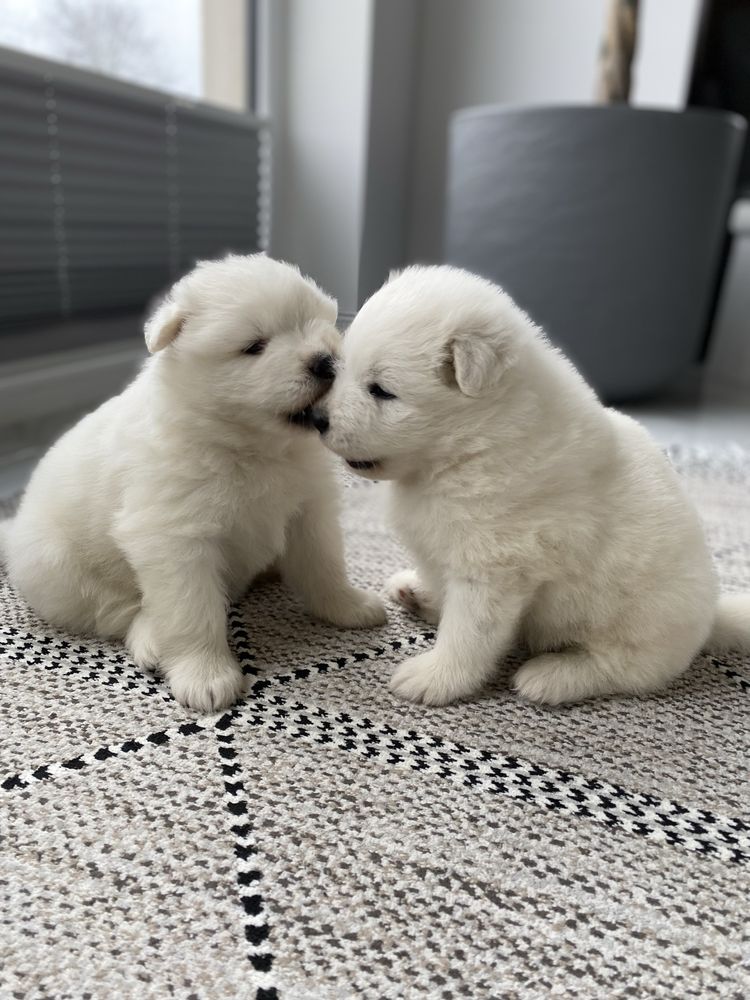 Samojed szczeniak suczka