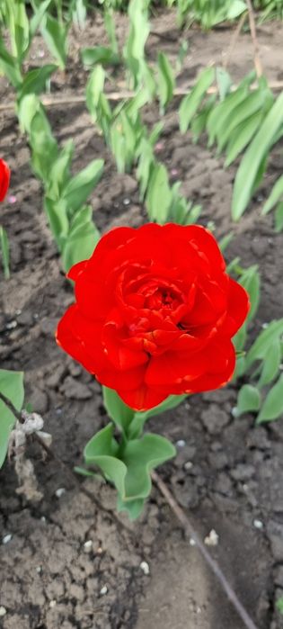 Тюльпаны (на луковицу и на стакан) жёлтые махровые и другие