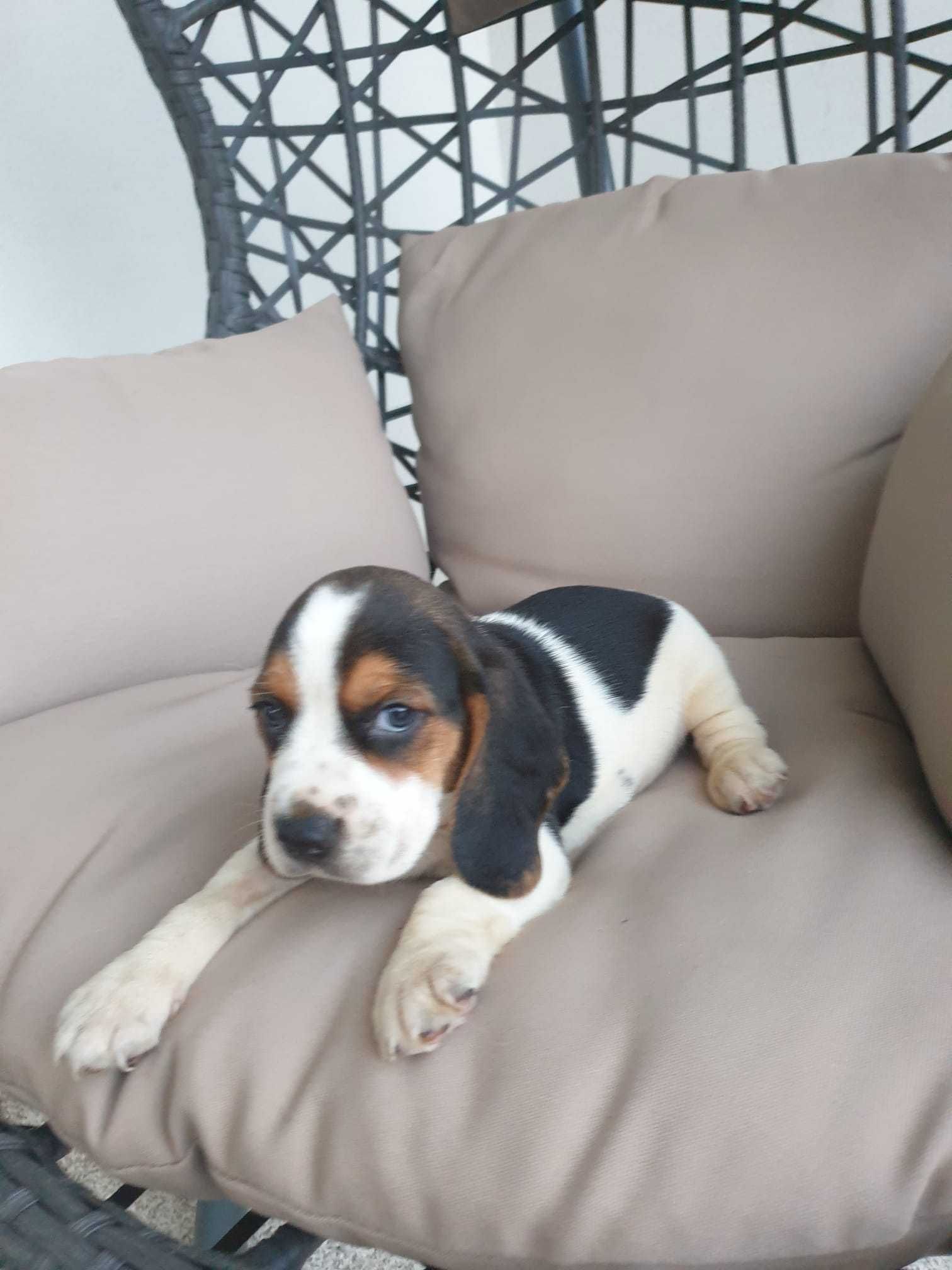 Beagle descendente de excelentes linhagens