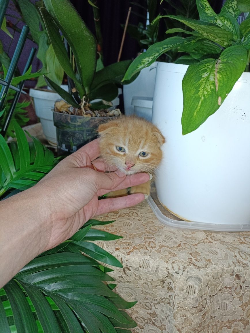 Кошеня висловухі безкоштовно