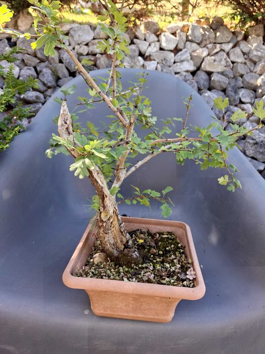 Pré-Bonsai Crataegus monogyna