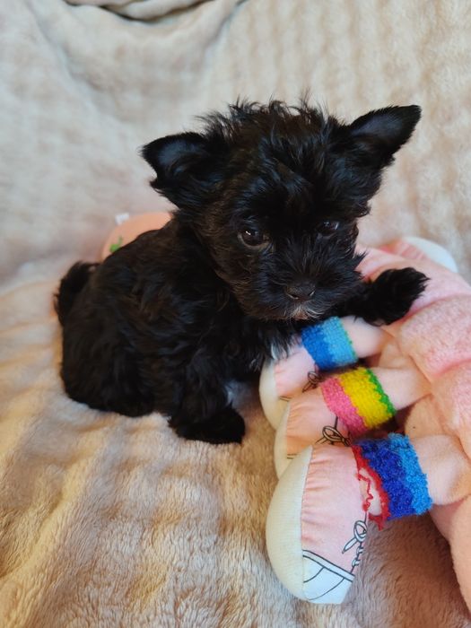 Piesek Yorkshire terrier czarny