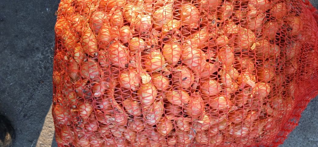 Продам цибулю кущовку