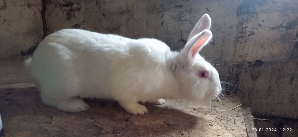 Кролі термонці самці