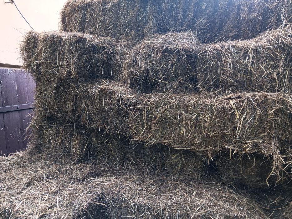 Siano 2025 pierwszy pokos 2 gatunek