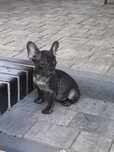 Buldog francuski