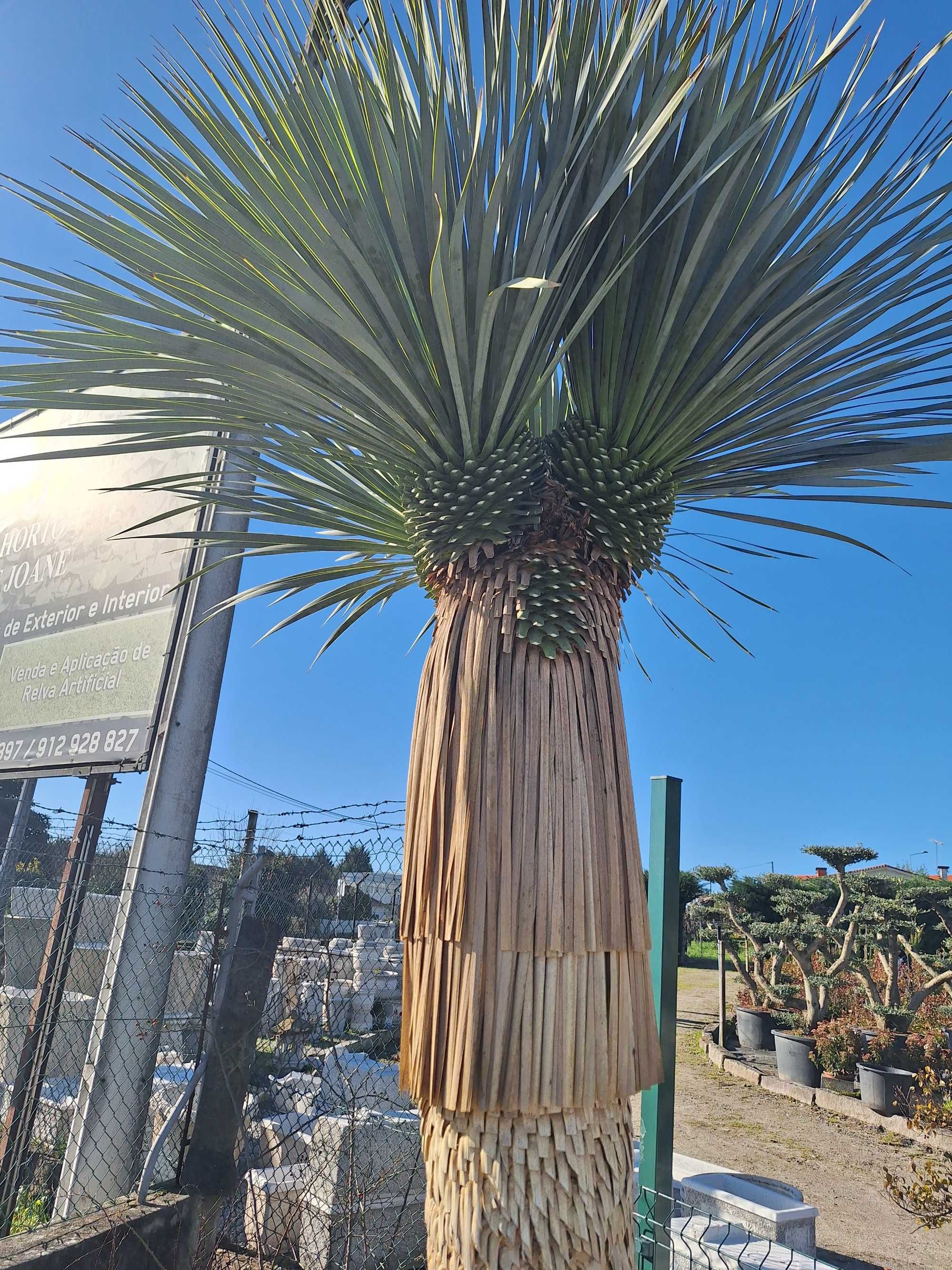 Planta Yucca rostrata