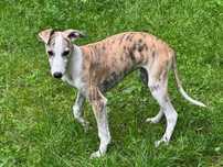 Szczeniaczki whippet chart angielski