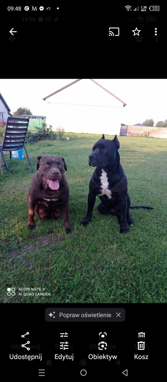 American Pitbull