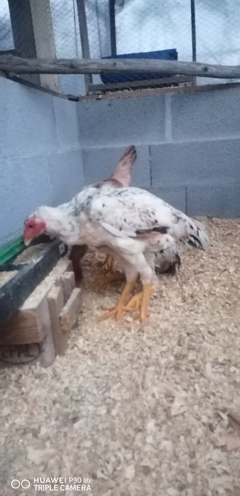 Vendo trio de índios gigantes