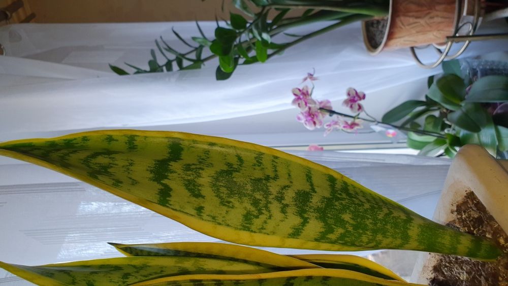 Продам сансевієрію