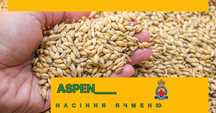 Ячмінь Аспен 1 репродукція.