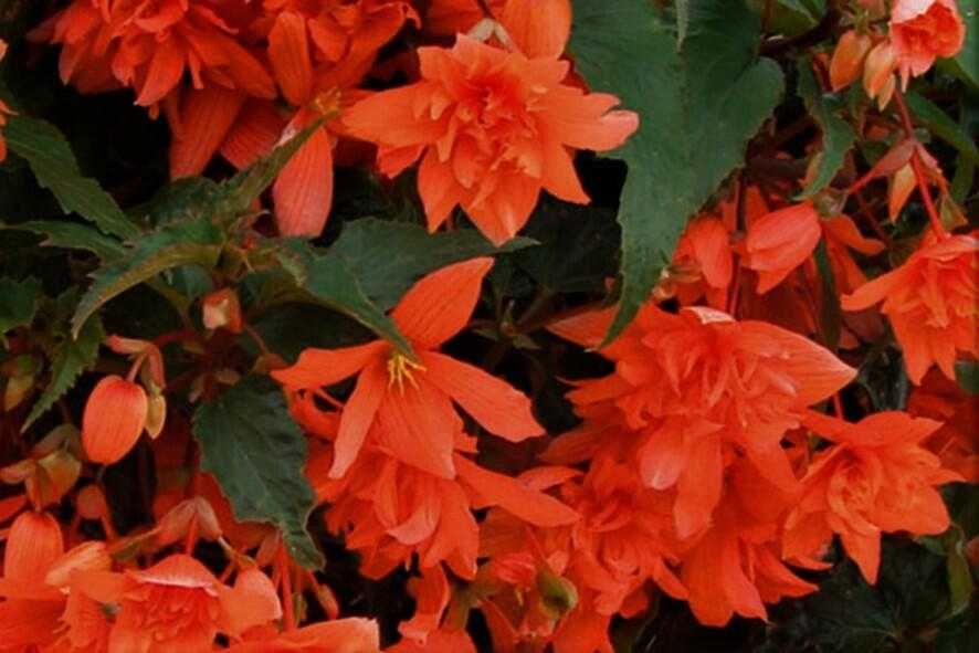 Begonia zwisająca Illumination -kwiaty Flora Szczecin