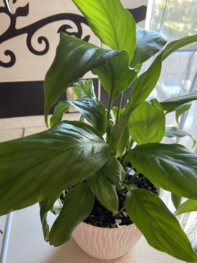 Skrzydlokwiat  Spathiphyllum Kwiatek doniczkowy