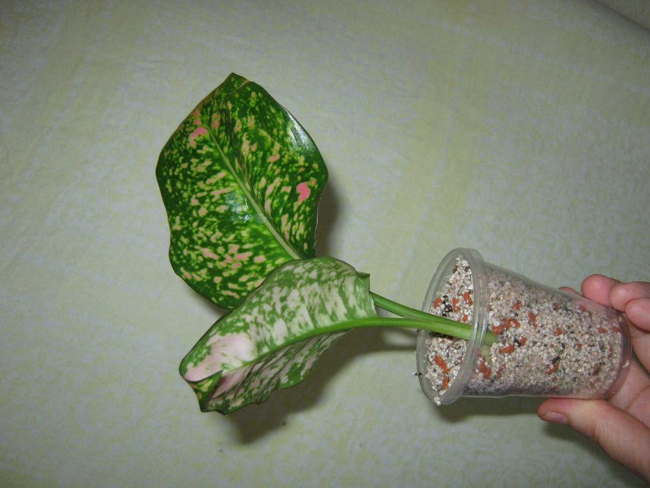 аглаонема есть много сортов детки, молодые кустики