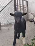 Cabrito anão macho
