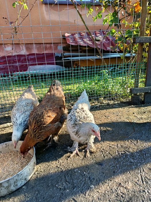 Brahma olbrzymia kury i koguty 2025