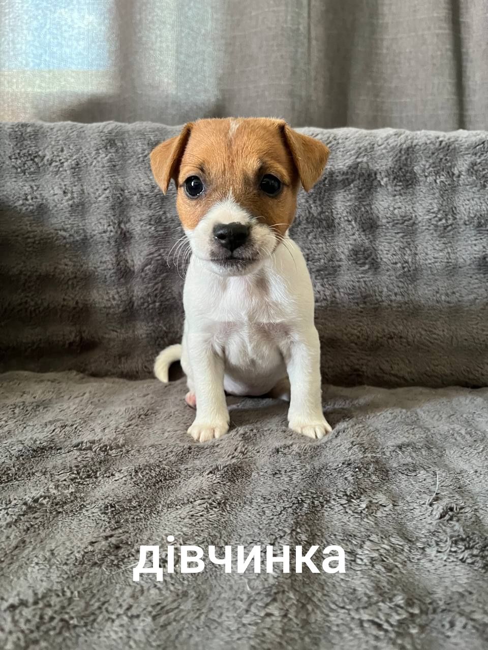 Цуценята( дівчата)  Джек Рассел тер'єр