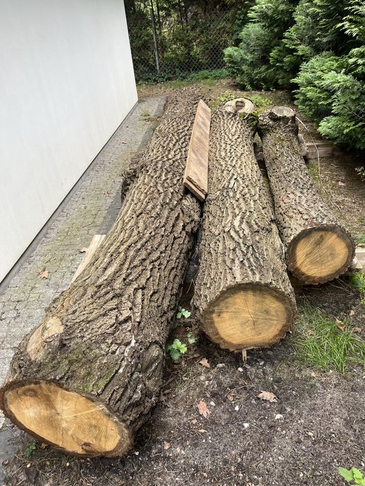 Drzewo dębowe na deski opał