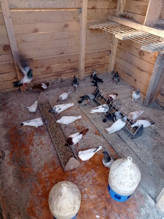 Gołębie ozdobne gołąb