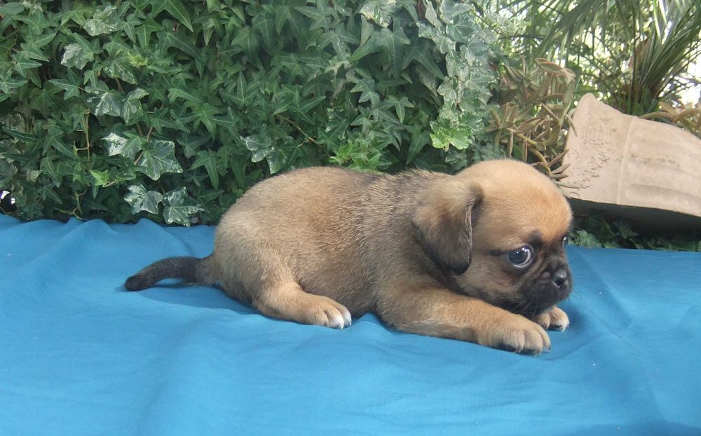 Cachorro Pug X muito bonito