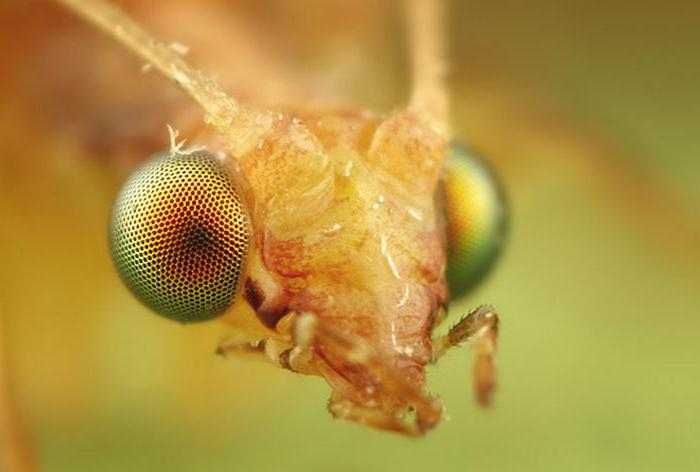 Златоглазка и компания Антистресс Макро фото съёмка Обмен на Смартфон