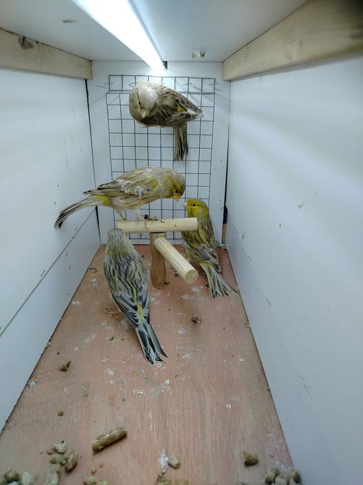 Samiczki kanarków 2025r.