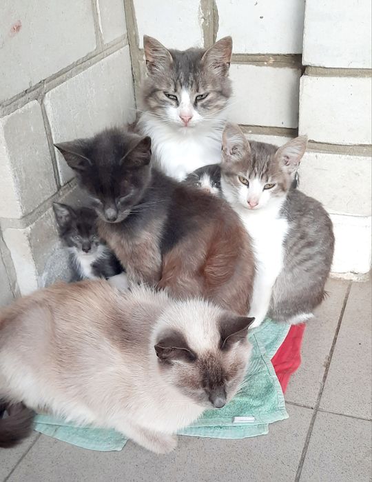 Віддам КОТИКА та Кішечку