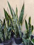 Sansevieria, Espada de São Jorge, plantas, jardim, natureza, decoração